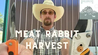 How to humanely dispatch a meat rabbit: step by step instructions