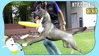 Dog Thinks She’s Champ, But… (Part 2) | Kritter Klub