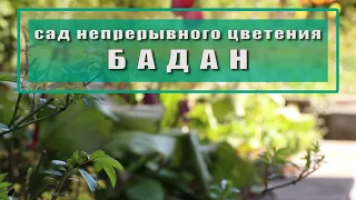 БАДАН // сад  с весны до осени // лучшие многолетники для сада