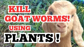 We Used Plants as a Natural Goat Dewormer | Pagpupurga ng kambing