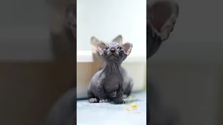 Dwelf Sphynx Cat Kitten 🥰🥰