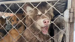 Pregnant Dog Mom and Poor Friends Howling and Begging for Being Saved From A Dog Meat Cart
