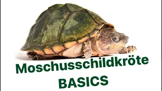 Moschusschildkröte - Haltung und Pflege