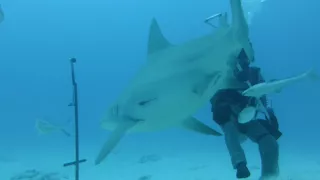 bull shark dive 2018