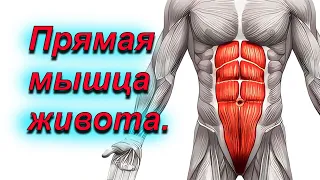 Растяжка прямой мышцы живота.