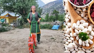 || Beans Cultivation In Kinnaur HP||