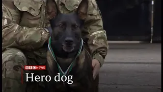 Kuno the war dog to receive the Dicken medal (UK) - BBC News - 24th November 2020