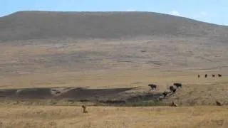 Lions attack  Cape Buffalo calf   July 2, 2011  Ngorogoro Crater Serengeti Park