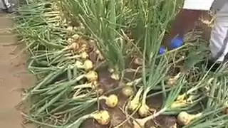 Vidalia Onion Research - Georgia Farm Monitor