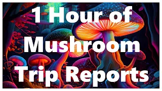 1 Hour of Mushroom Trip Reports