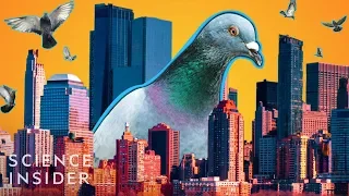 Why Cities Have So Many Pigeons