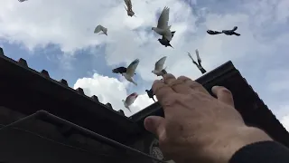 #Pigeons.Проверка пищалок для Меружана.