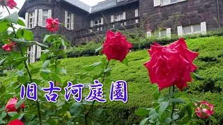 TOKYO. Kyu-Furukawa Gardens. Prune roses before Typhoon Hagibis cause damage to the rose-bush.台風 #4K