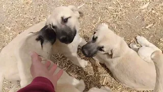 Anatolian Shepherd puppies helping me with the chickens.