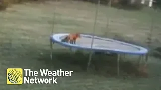 Woman finds fox jumping on backyard trampoline