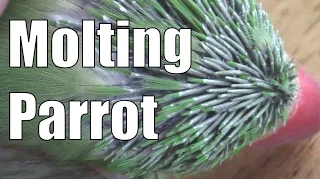 Molting Parrot