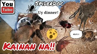 Mga Alaga ni SpiderDoc! FEEDING Video. GENSAN, CEBU, MASBATE Derby Spiders, JAPAN G, TARANTULA atbp.