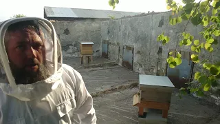 New to UK beekeeping v9 - Creating an Artificial swarm