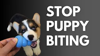 Corgi Training Guide: Part 13 - How to Stop Puppy Biting