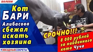 🔔 Любимый кот Бари Алибасова сбежал искать хозяина