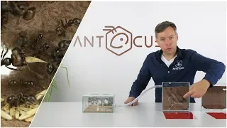 ANTCUBE starter set for harvester ants - with ants - Messor barbarus in an ant enclosure 