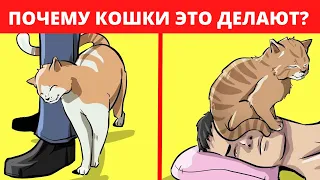 ПОЧЕМУ КОШКИ ВЕДУТ СЕБЯ ТАК СТРАННО???