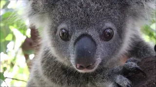 Rescued joey koala makes a full recovery at the Northern Rivers Koala Hospital
