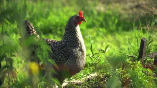 der PERMAKULTUR AUENHOF bei FELDBACH spricht