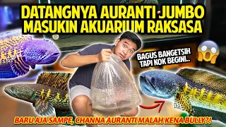 DATANGNYA CHANNA AURANTI JUMBO! MASUK AQUARIUM RAKSASA KOK MALAH BEGINI?! IKAN GALAK KENA BULLY?!