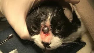 Immense Botfly Maggot Removed From Kitten's Nose (Part 33)