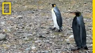 "Discovering" the Black Penguin | Nat Geo Live