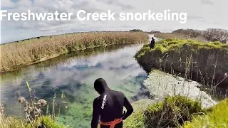 Eight Mile Creek Snorkeling  | Adelaide Freedive Tribe | Adelaide Snorkel Tribe