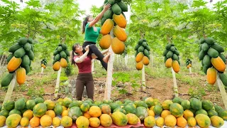 Harvesting Ripe Papaya Fruit Goes To Countryside Market Sell - Cooking Papaya | Daily Village Vlog