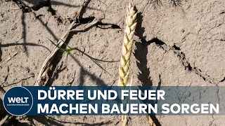 BRUTALE HITZEWELLE: Bauern beten für Regen - Klimawandel wird spürbar