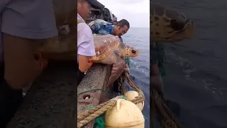 We accidentally caught a turtle with a back full of barnacles Help the turtle remove it and release