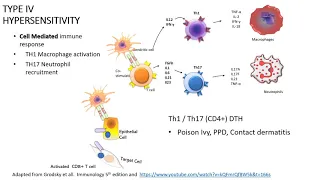 Immune response: Type 4 Hypersensitivity response