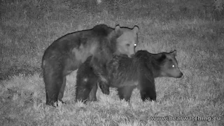 Bear cubs mate for the first time at front of wildlife camera ❤🐻