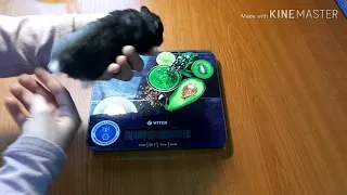 Сколько должны весить хомячки и коты?🐹Сколько весят мои жывотные? Мery Pets.