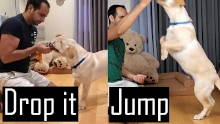 How to Train your Puppy/Dog to Jump and Drop Things from Mouth (Easy Dog Training at Home)