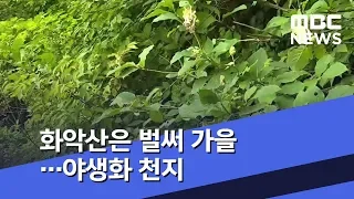화악산은 벌써 가을…야생화 천지 (2019.08.23/뉴스투데이/MBC)
