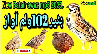 Bedana sayrashi Batair Ki Awaz Quail sounds بٹیروں کی آواز  volume 102 l 2023 birds king kpk.