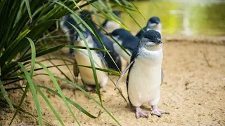 Melbourne - Phillip Island Little Penguins Parade