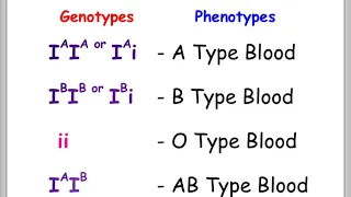 Blood Types and Punnett Squares