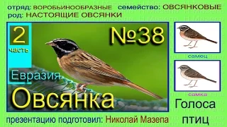 Овсянка. 2 часть. Евразия Россия. Голоса птиц