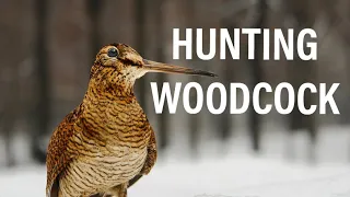 ნადირობა ტყის ქათამზე - Hunting Woodcock 11.10.2023წ.