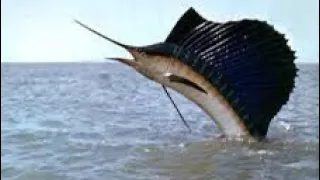 The Sailfish: Fastest Animal Underwater