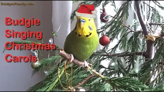 Cute Budgie Singing Christmas Carols! "Amazing Grace", "What Child is This" Happy Parakeet Songs