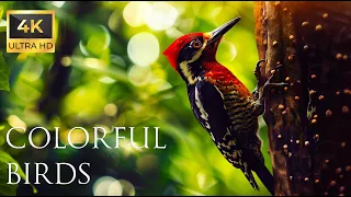 4K Colorful Woodpecker - Beautiful Birds Sound in the Forest | Bird Melodies