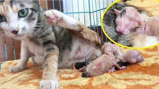 Cat Giving Birth to 5 cutest baby kittens with complete different color