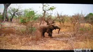 Baby Elephant charges film crew